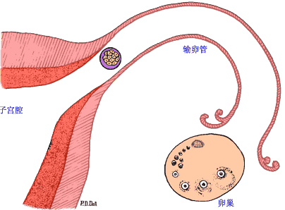 重慶送子鳥醫院