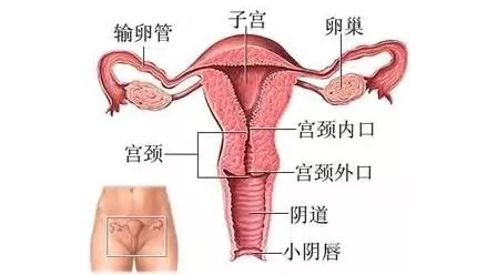 重慶送子鳥(niǎo)醫(yī)院