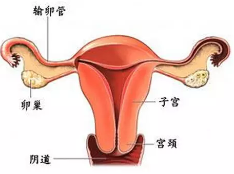 重慶送子鳥醫院